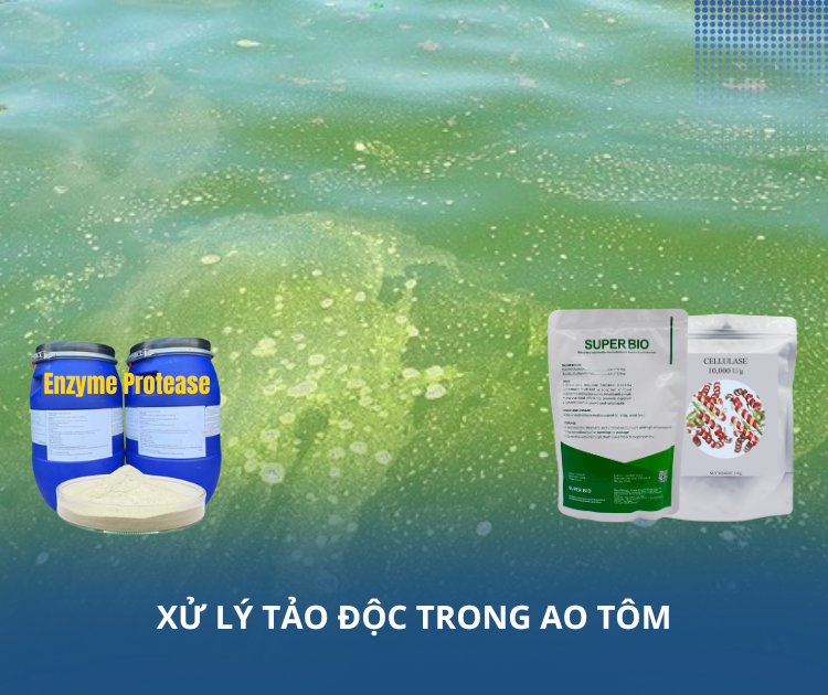 XỬ LÝ TẢO ĐỘC TRONG AO TÔM